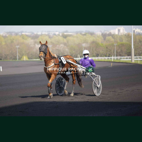 Course 3 21/03/2026 - photos course hippodrome paris vincennes trot