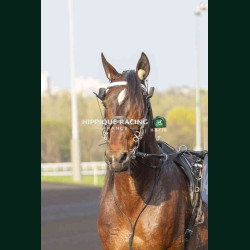 Course 8 21/03/2026 - photos course hippodrome paris vincennes trot