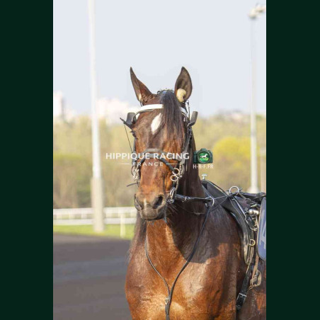 Course 8 21/03/2026 - photos course hippodrome paris vincennes trot