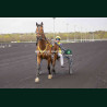 Course 3 27/03/2026 - photos course hippodrome paris vincennes trot