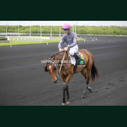 Course 2 17/04/2026 - photos course hippodrome paris vincennes trot