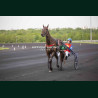 course 5 17/04/2026 - photos course hippodrome paris vincennes trot