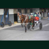 Course 6 17/04/2026 - photos course hippodrome paris vincennes trot