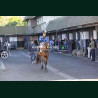 Course 5 24/04/2026 - photos course hippodrome paris vincennes trot