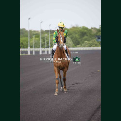 course 1 28/04/2026 - photos course hippodrome paris vincennes trot