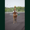 course 1 28/04/2026 - photos course hippodrome paris vincennes trot