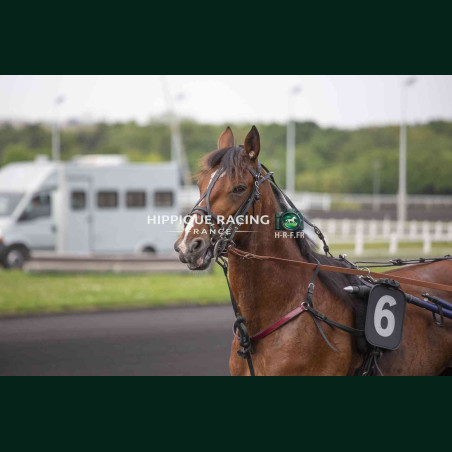 course 2 28/04/2026 - photos course hippodrome paris vincennes trot