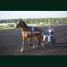 course 8 28/04/2026 - photos course hippodrome paris vincennes trot