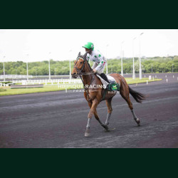 Course 8 02/05/2026 - photos course hippodrome paris vincennes trot