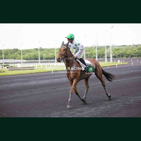 Course 8 02/05/2026 - photos course hippodrome paris vincennes trot