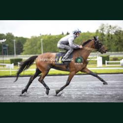 Heat Course 2 15/05/2026 - photos course hippodrome paris vincennes...