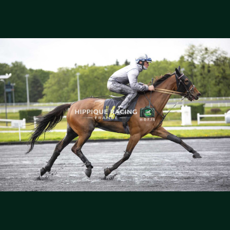 Heat Course 2 15/05/2026 - photos course hippodrome paris vincennes...