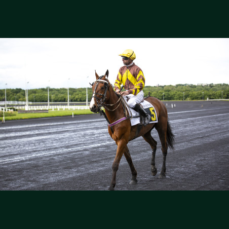 Course 2 15/05/2026 - photos course hippodrome paris vincennes trot