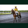 Course 2 15/05/2026 - photos course hippodrome paris vincennes trot