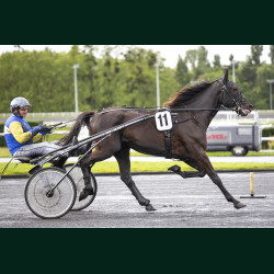 Heat Course 3 15/05/2026 - photos course hippodrome paris vincennes...
