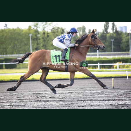 Heat Course 5 15/05/2026 - photos course hippodrome paris vincennes...