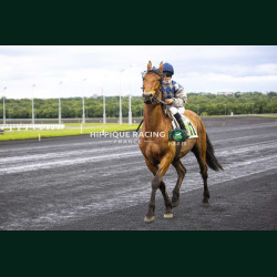 Course 5 15/05/2026 - photos course hippodrome paris vincennes trot