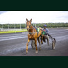Course 6 15/05/2026 - photos course hippodrome paris vincennes trot