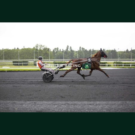 Heat Course 2 19/05/2026 - photos course hippodrome paris vincennes...