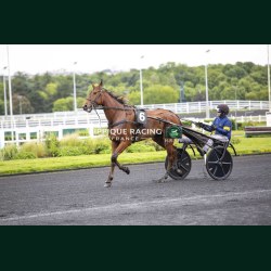Course 2 19/05/2026 - photos course hippodrome paris vincennes trot