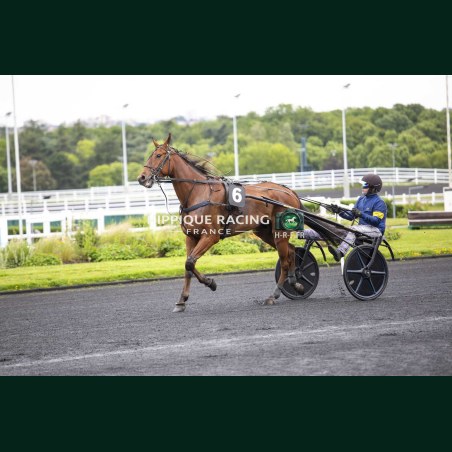 Course 2 19/05/2026 - photos course hippodrome paris vincennes trot
