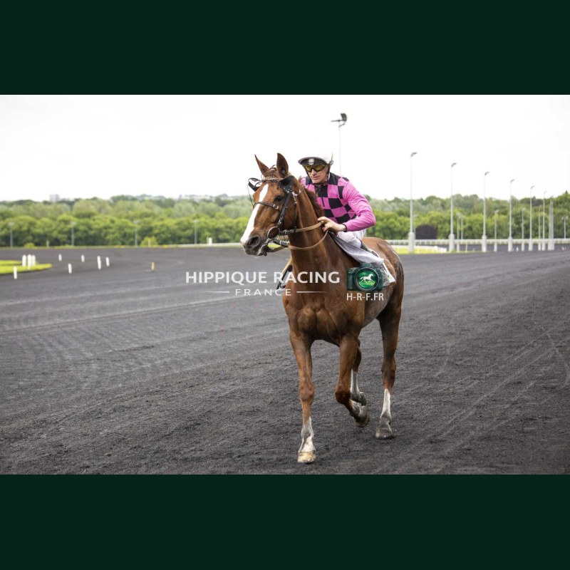 Course 3 19/05/2026 - photos course hippodrome paris vincennes trot