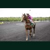 Course 3 19/05/2026 - photos course hippodrome paris vincennes trot
