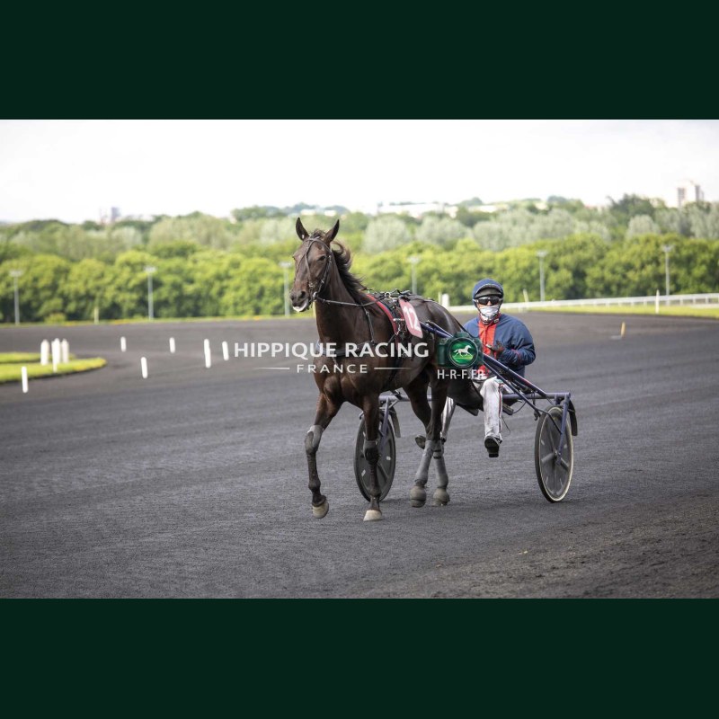 Course 5 19/05/2026 - photos course hippodrome paris vincennes trot
