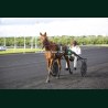Course 6 19/05/2026 - photos course hippodrome paris vincennes trot