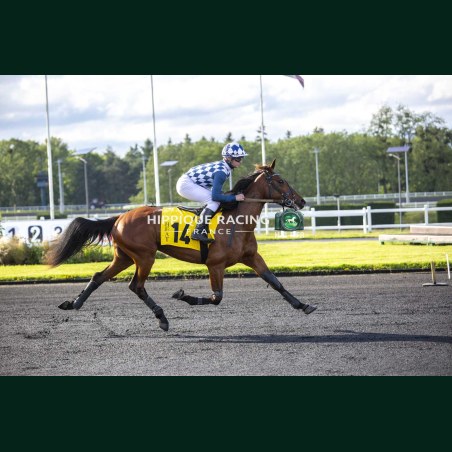 Heat Course 7 19/05/2026 - photos course hippodrome paris vincennes...