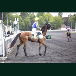 Course 7 19/05/2026 - photos course hippodrome paris vincennes trot