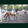 Course 7 19/05/2026 - photos course hippodrome paris vincennes trot
