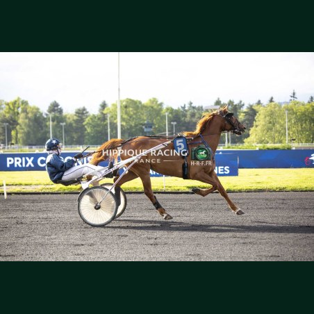 Heat Course 8 19/05/2026 - photos course hippodrome paris vincennes...
