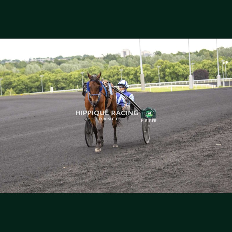 Course 8 19/05/2026 - photos course hippodrome paris vincennes trot
