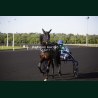 course 2 22/05/2026 - photos course hippodrome paris vincennes trot