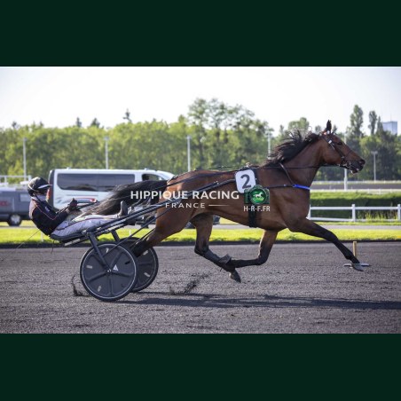 Heat Course 3 15/05/2026 - photos course hippodrome paris vincennes...