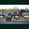Heat Course 3 15/05/2026 - photos course hippodrome paris vincennes...