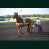 Course 4 22/05/2026 - photos course hippodrome paris vincennes trot