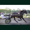 Heat Course 5 15/05/2026 - photos course hippodrome paris vincennes...