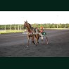 Course 6 22/05/2026 - photos course hippodrome paris vincennes trot