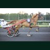 Heat Course 8 22/05/2026 - photos course hippodrome paris vincennes...