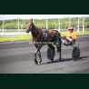 Course 2 26/05/2026 - photos course hippodrome paris vincennes trot