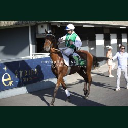 Course 6 26/05/2026 - photos course hippodrome paris vincennes trot