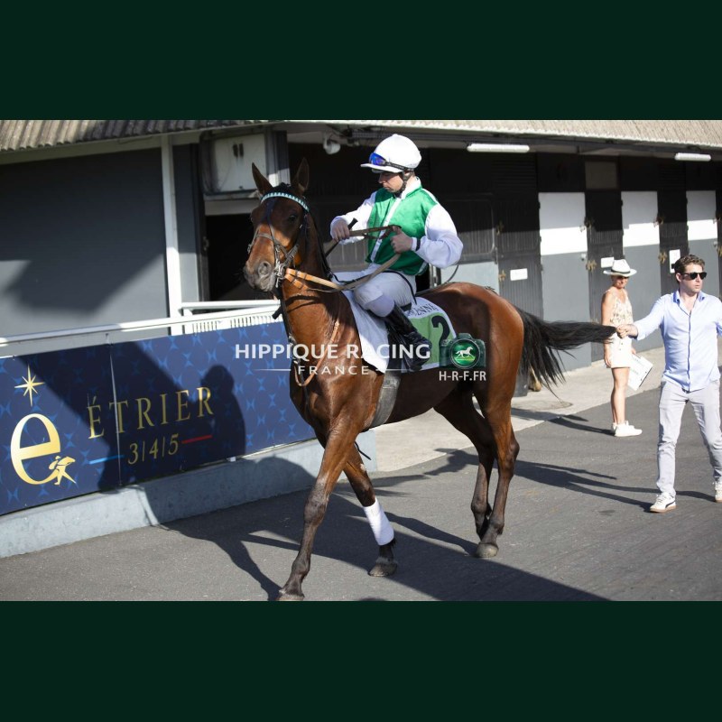 Course 6 26/05/2026 - photos course hippodrome paris vincennes trot