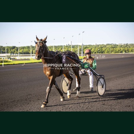 Course 7 26/05/2026 - photos course hippodrome paris vincennes trot