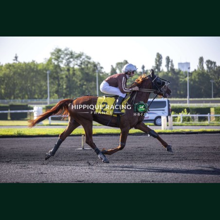 Heat Course 8 26/05/2026 - photos course hippodrome paris vincennes...