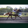 Heat Course 8 26/05/2026 - photos course hippodrome paris vincennes...