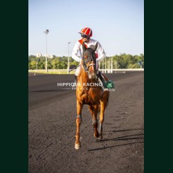 Course 8 26/05/2026 - photos course hippodrome paris vincennes trot