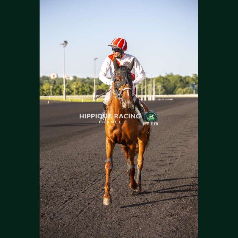 Course 8 26/05/2026 - photos course hippodrome paris vincennes trot
