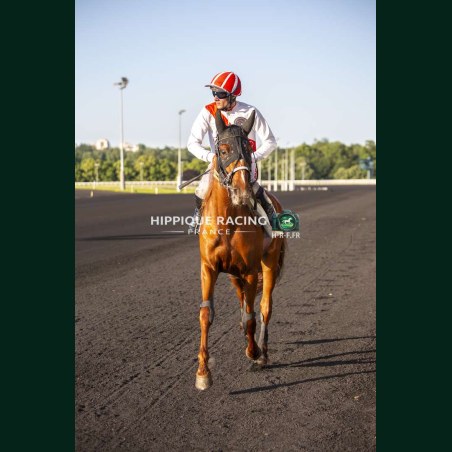 Course 8 26/05/2026 - photos course hippodrome paris vincennes trot